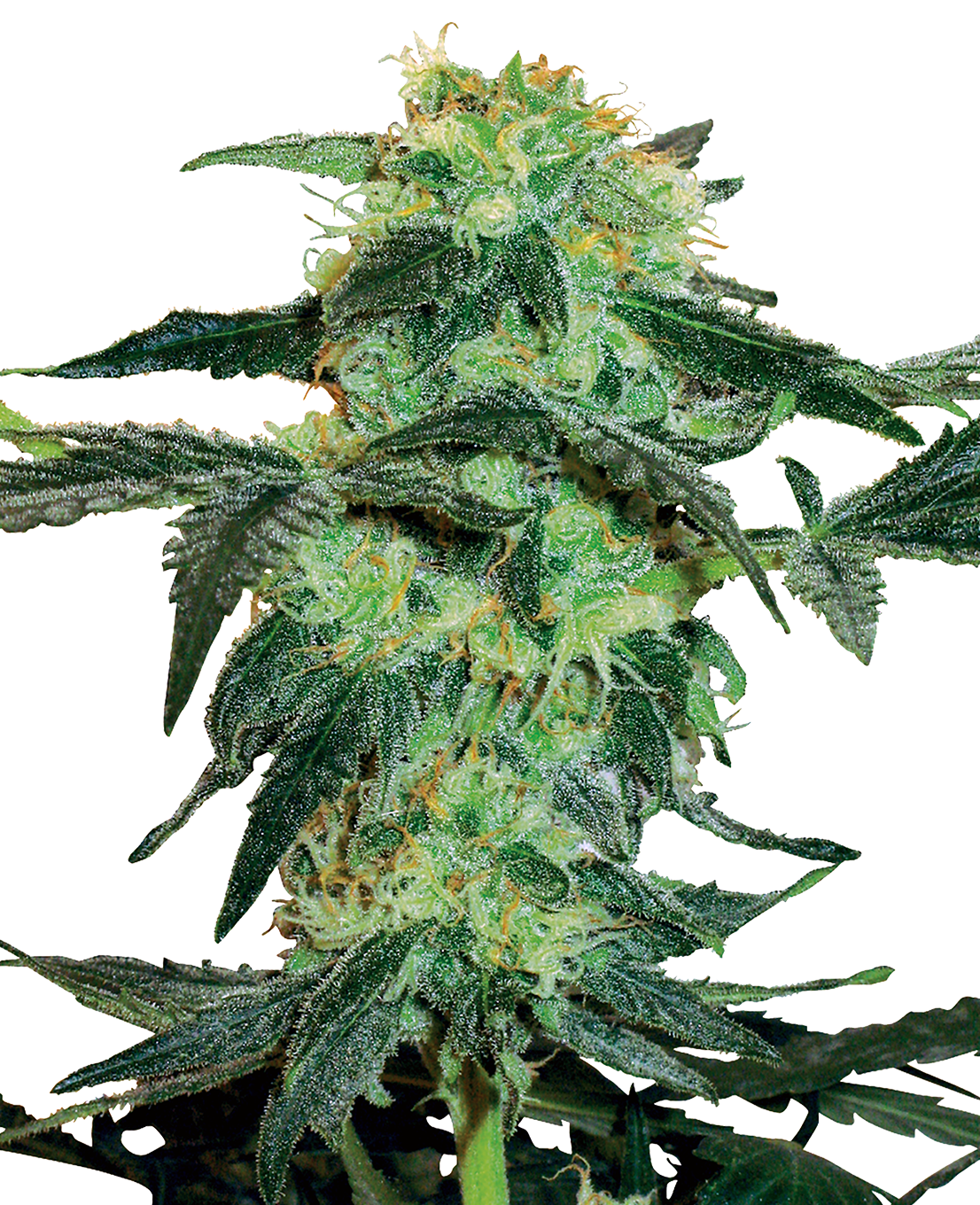 White Ice Feminized